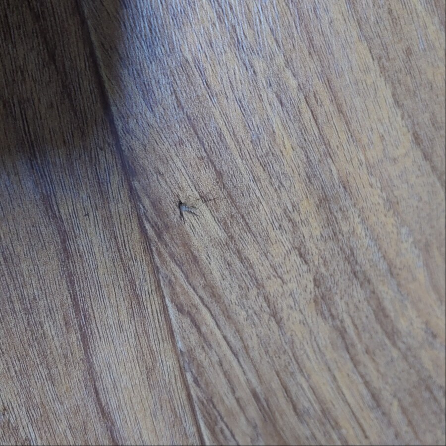 모기 시XX 드뎌 잡았당_1.jpg