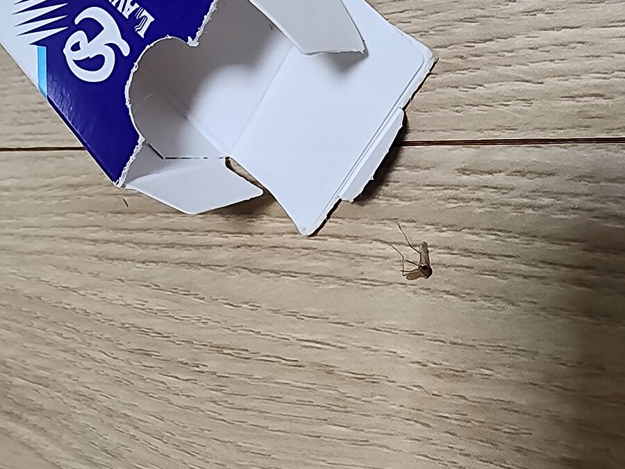 모기) 가스건으로 모기잡는법_6.jpg