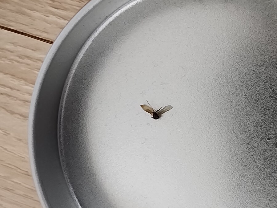 모기) 가스건으로 모기잡는법_8.jpg