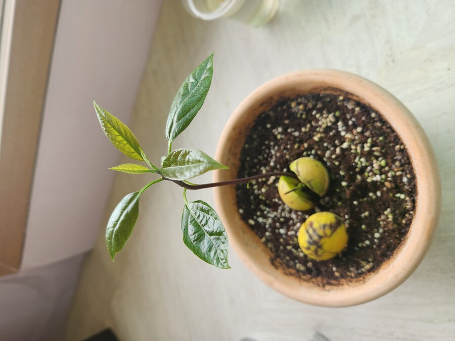 아보카도 키워보기 2편_2.jpg