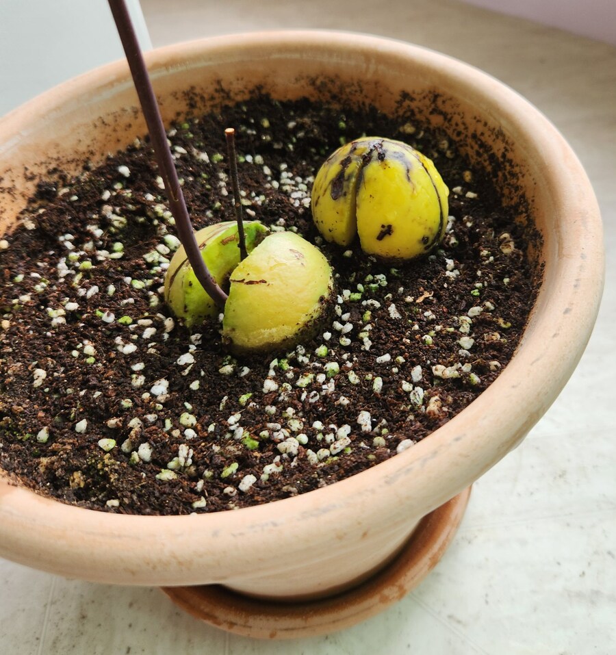아보카도 키워보기 2편_4.jpg