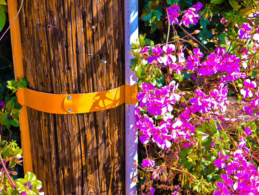 사진) 캐논 EOS R50으로 이것저것 찍어봄_7.jpg