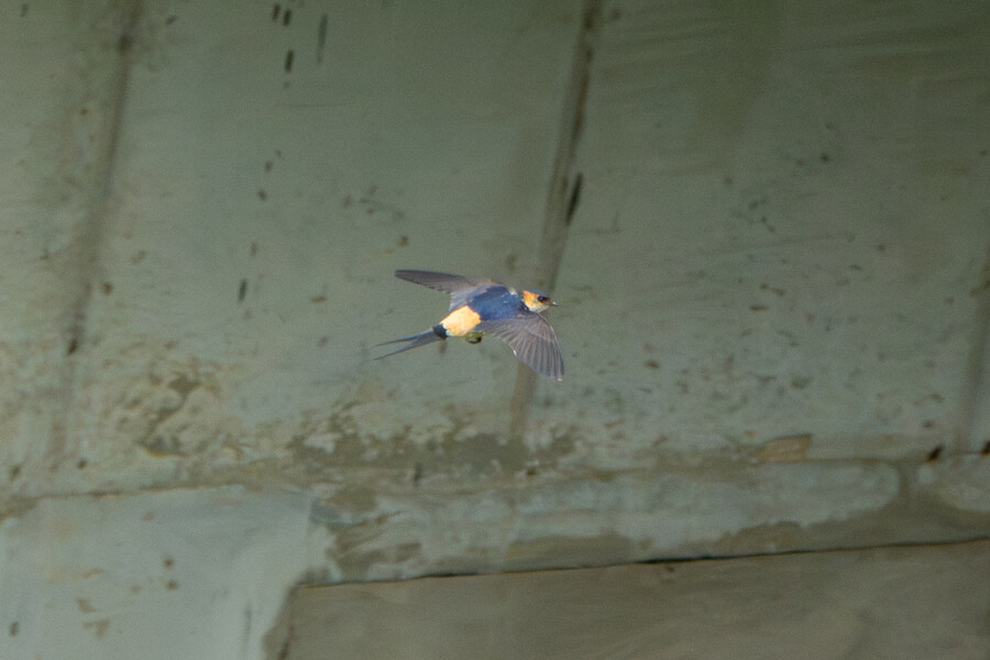 현충일, 창릉천과 공릉천 상류로 가봤다._21.jpg