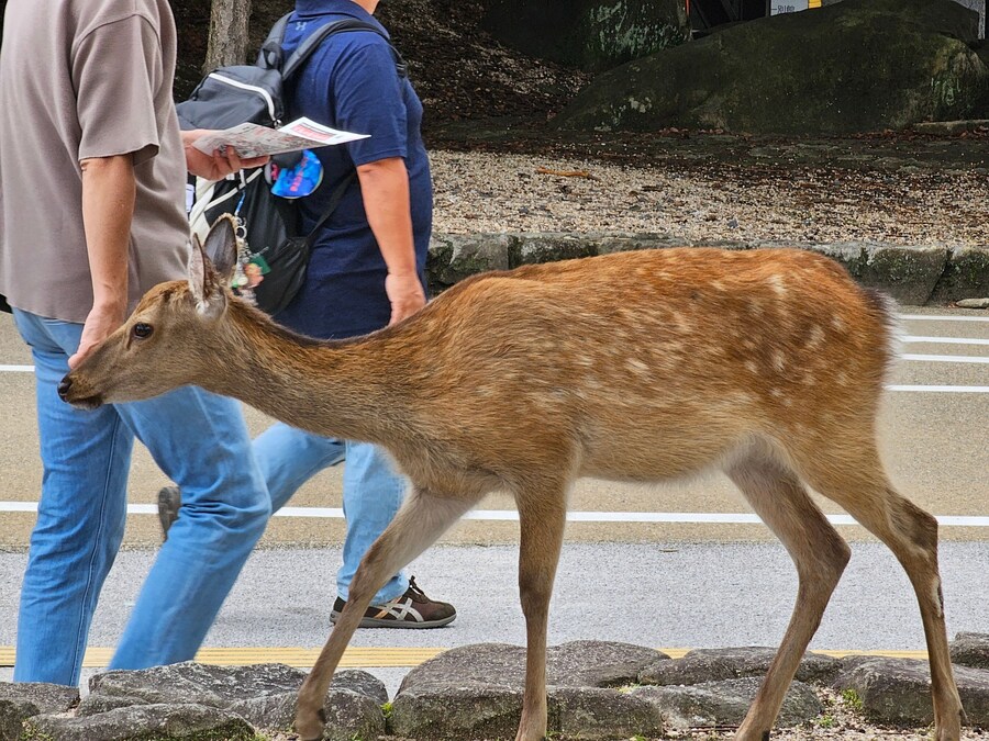 스압) 오사카에서 히로시마 당일치기_20.png