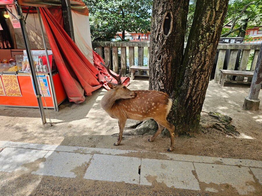 스압) 오사카에서 히로시마 당일치기_29.png