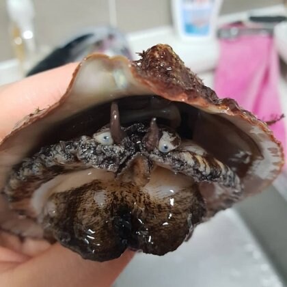 (해산물) 한국인 87.2%가 몰랐던 전복의 비밀.JPG_1.jpg