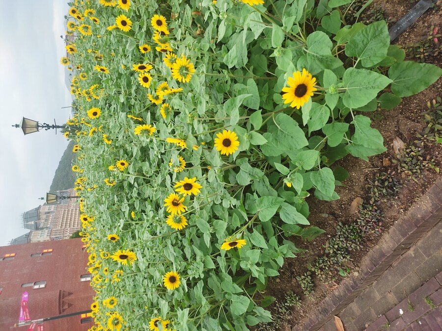 사세보 나가사키 여행 3_8.jpg