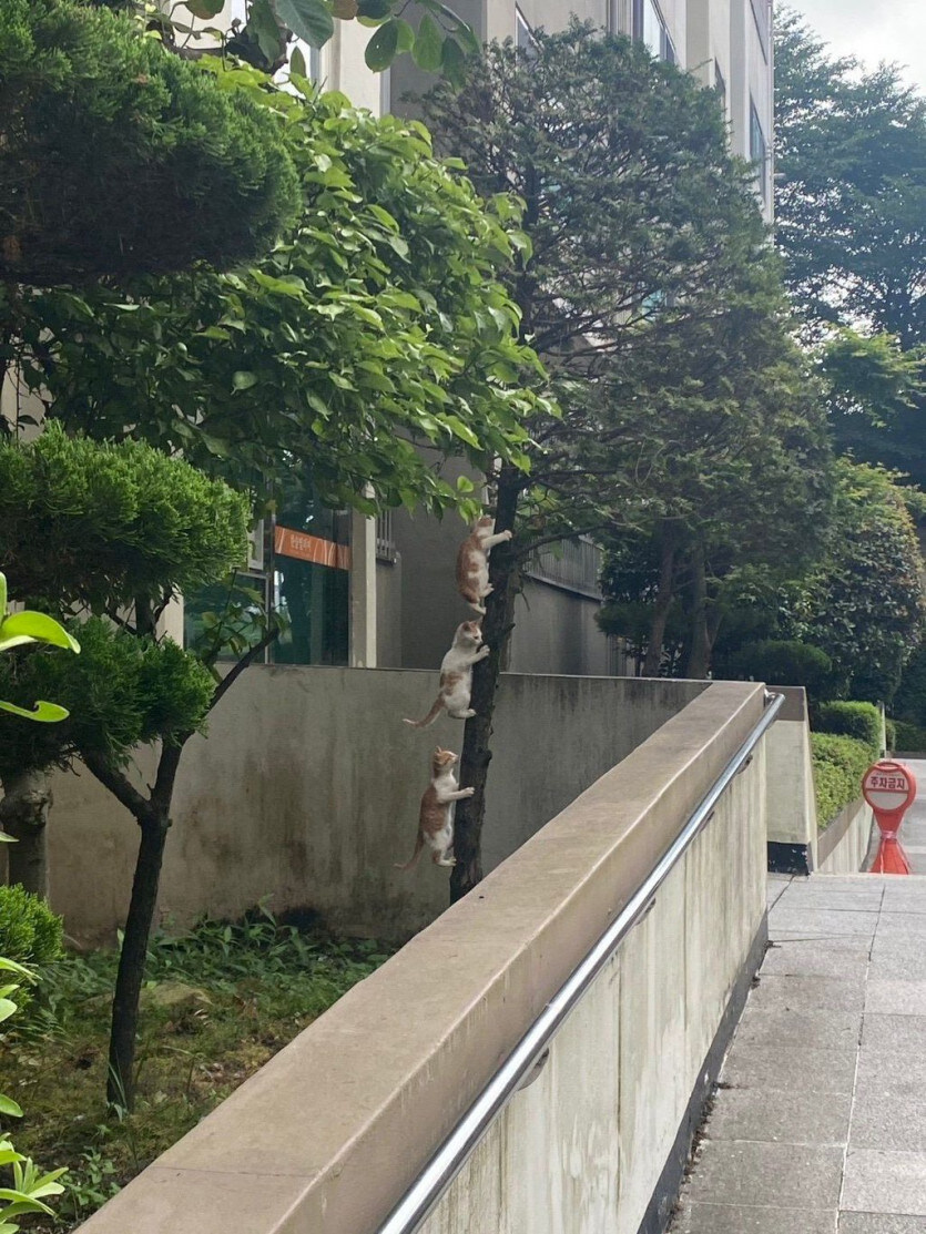 요즘 고양이 근황..........pic 고양이들의 사고방식이란.._1.jpg