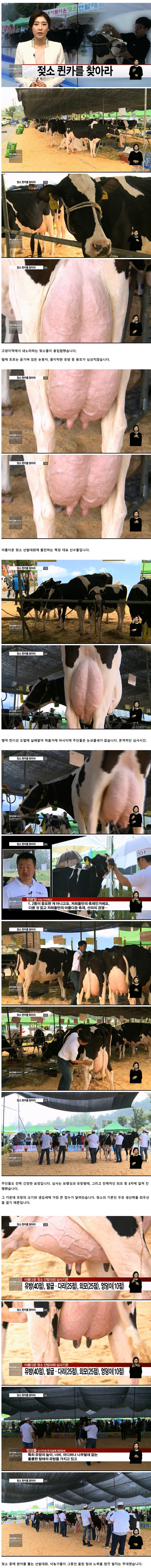 젖소 퀸카를 찾아라...젖소 퀸카 선발대회_1.jpg