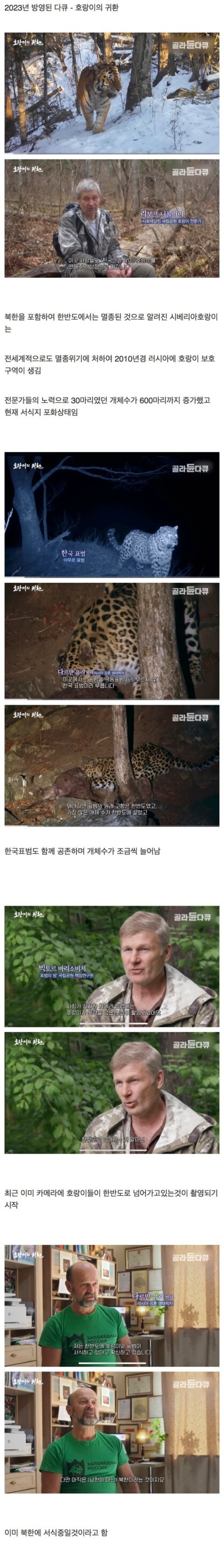 시베리아 호랑이 근황.jpg_1.jpg