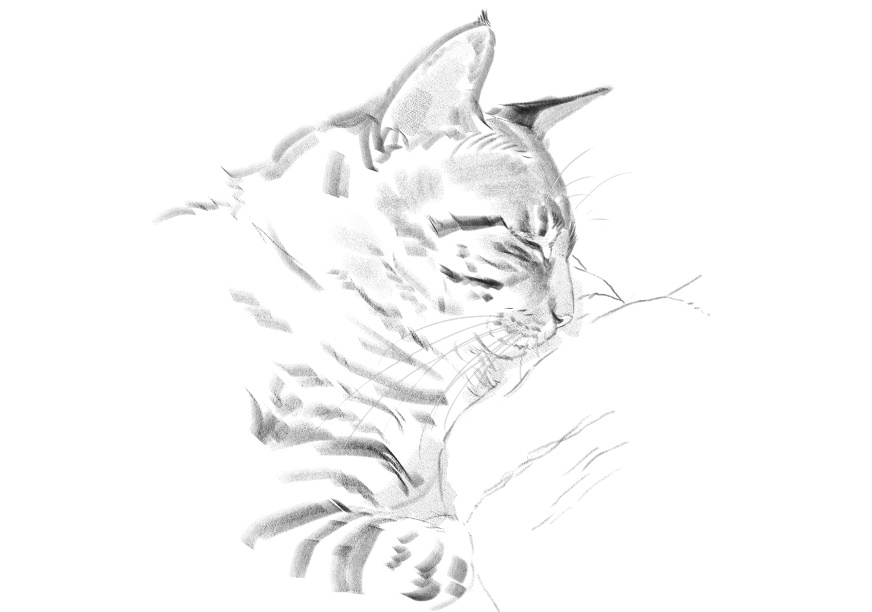 고양이)고양이 이름지을때_2.jpg