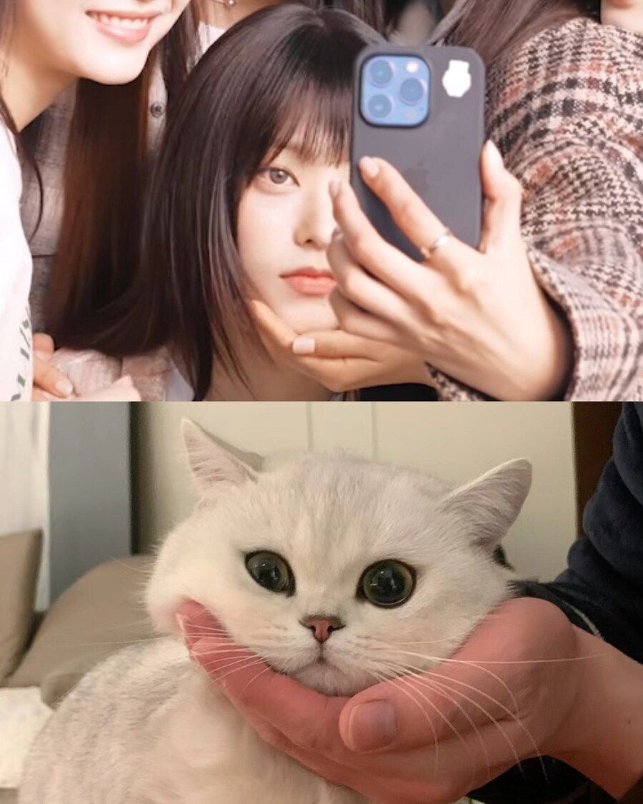 뉴진스 강해린 고양이 모음_3.jpg