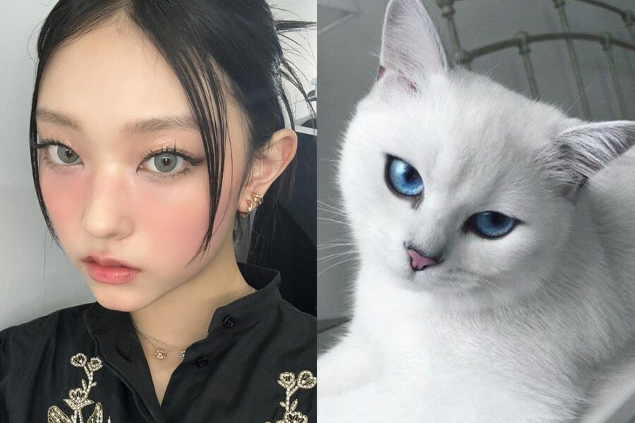 뉴진스 강해린 고양이 모음_5.jpg