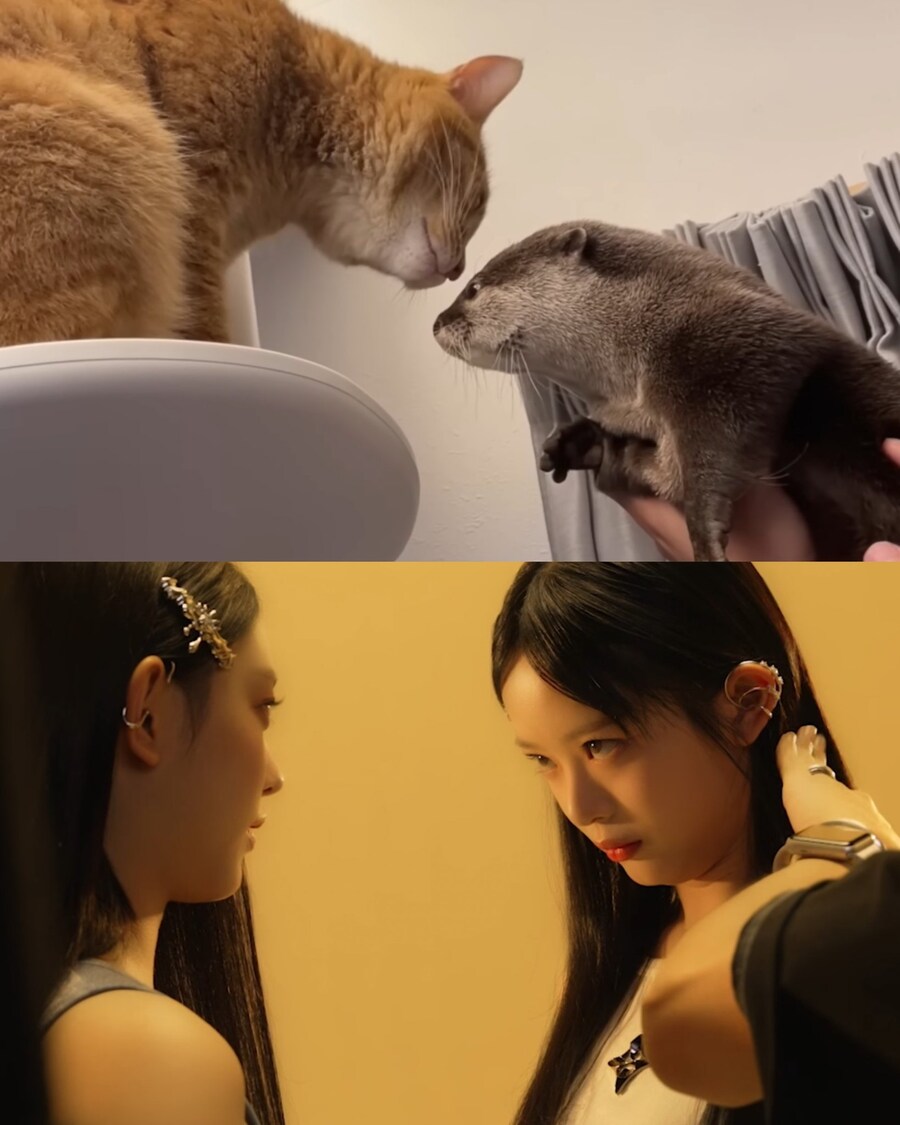 뉴진스 강해린 고양이 모음_8.jpg
