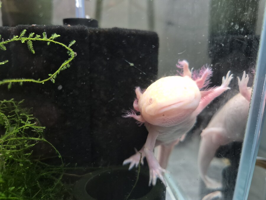 수조)아침의 럼프_1.jpg