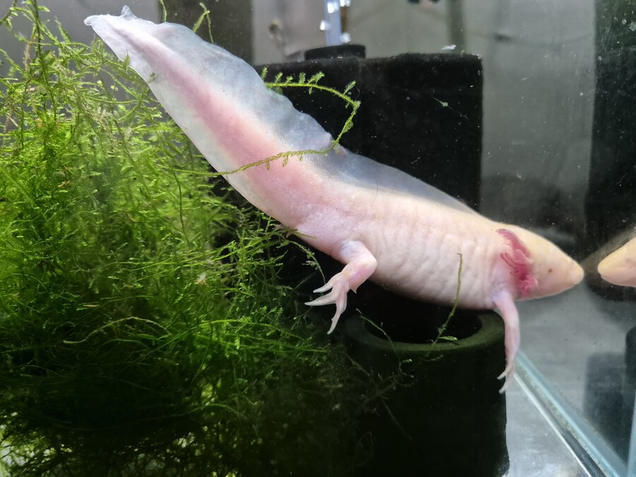 수조)아침의 럼프_1.jpg