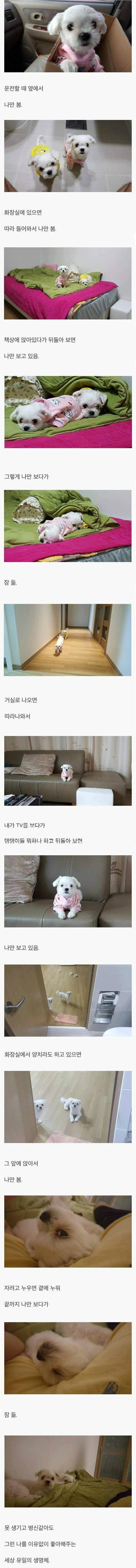 멍멍이를 키우는 이유.jpg_1.jpg