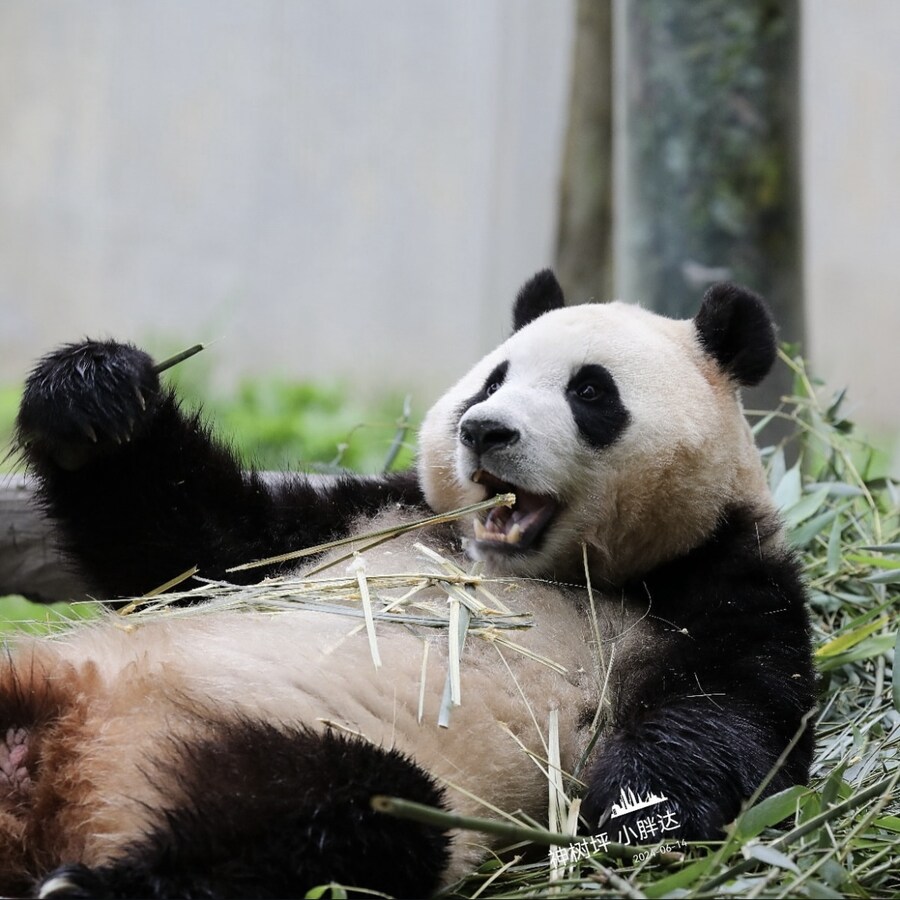 푸바오 근황_1.jpg