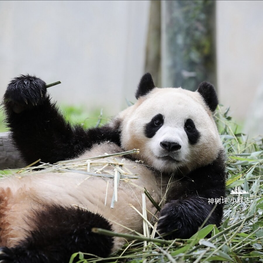 푸바오 근황_2.jpg