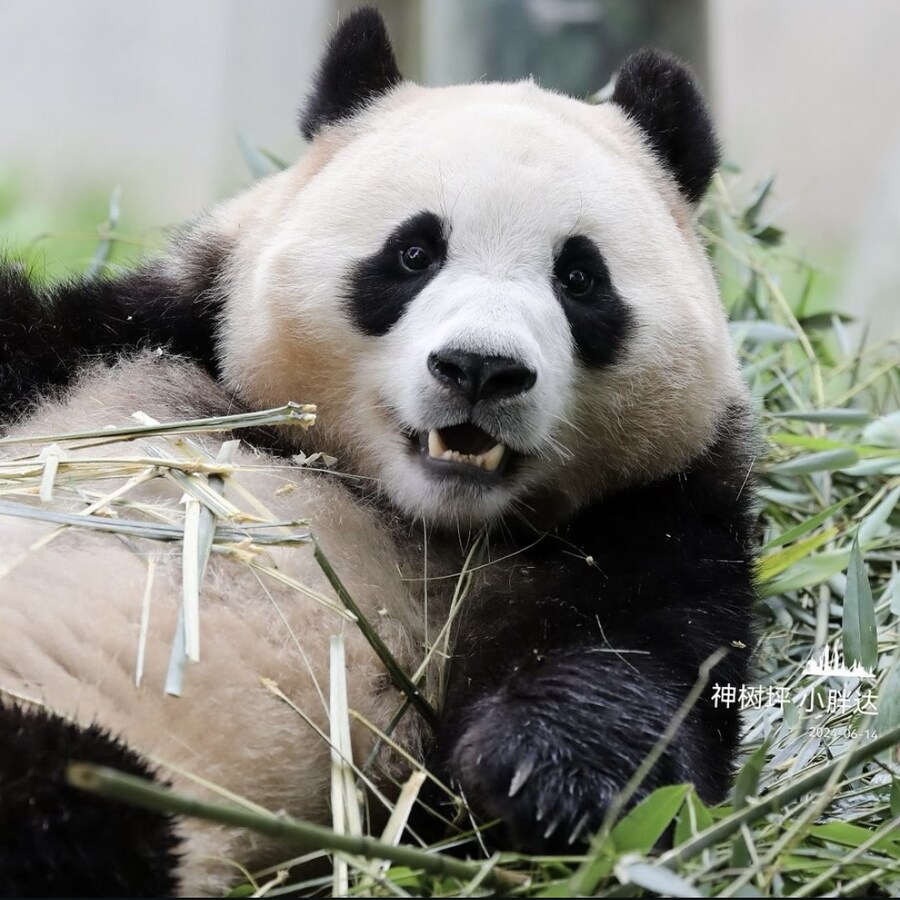 푸바오 근황_3.jpg