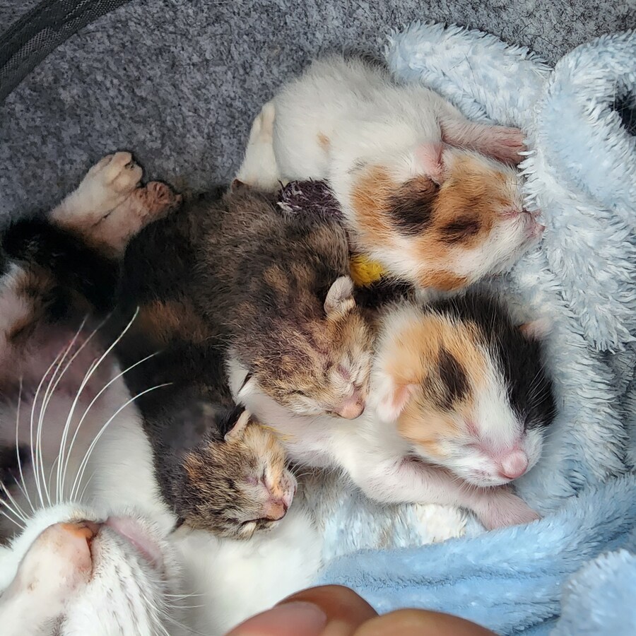 18일된 꼬물이들_1.jpg