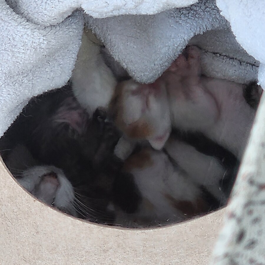 18일된 꼬물이들_5.jpg