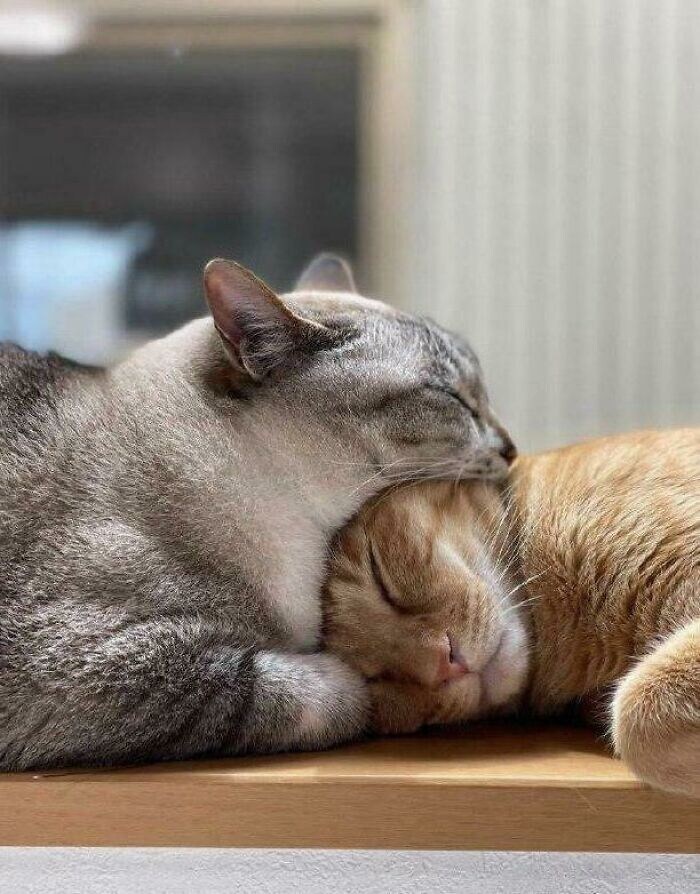 뇌 능욕하는 사진.jpg_1.jpg