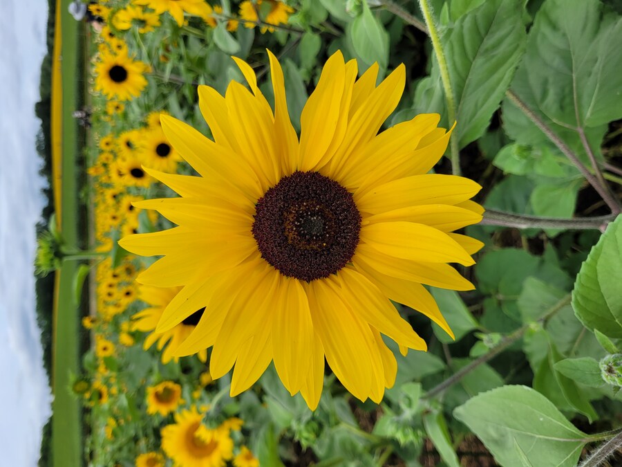 (스압) 5일간의 홋카이도 여행 - 비에이 (3/4)_12.jpg