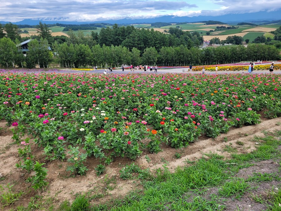 (스압) 5일간의 홋카이도 여행 - 비에이 (3/4)_27.jpg