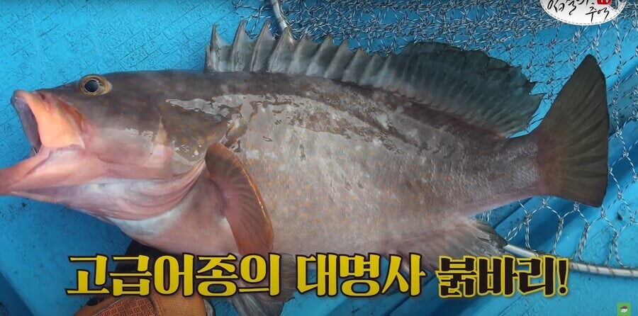 Kg에 20만원이라는 생선.jpg_1.jpg