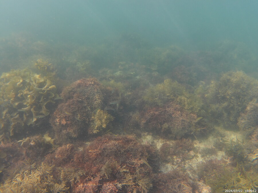 제주도에서 스노클링 하고 왔습니다._5.jpg