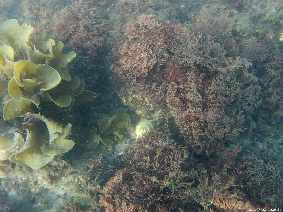 제주도에서 스노클링 하고 왔습니다._4.jpg