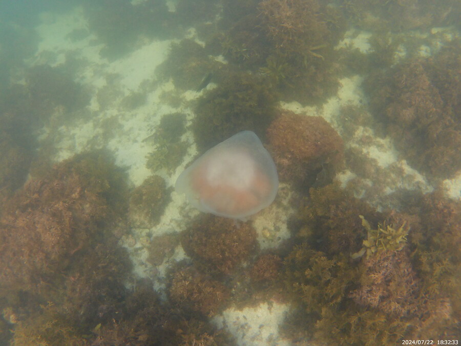 제주도에서 스노클링 하고 왔습니다._8.jpg