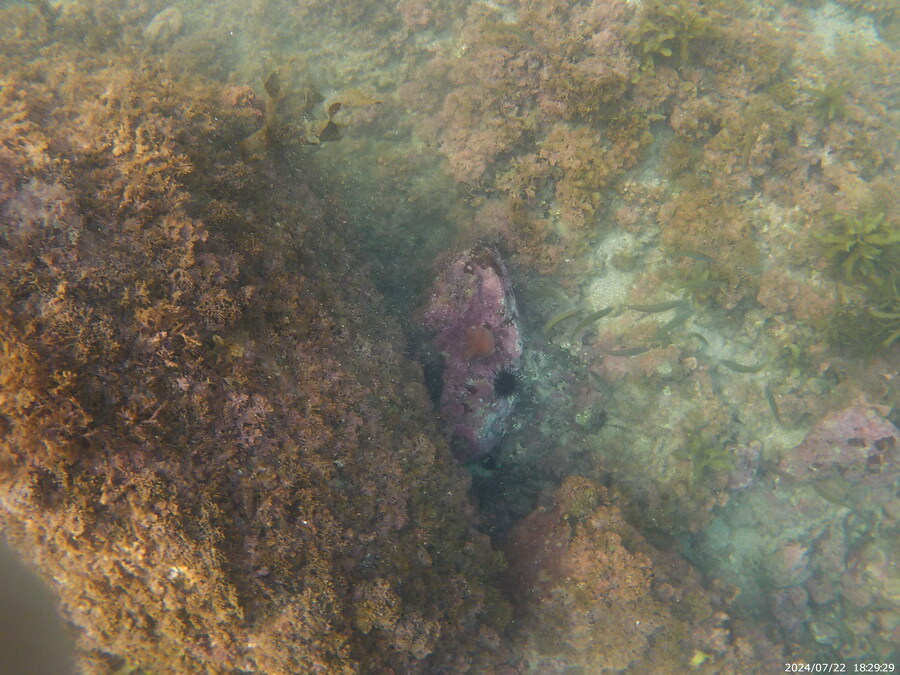 제주도에서 스노클링 하고 왔습니다._7.jpg