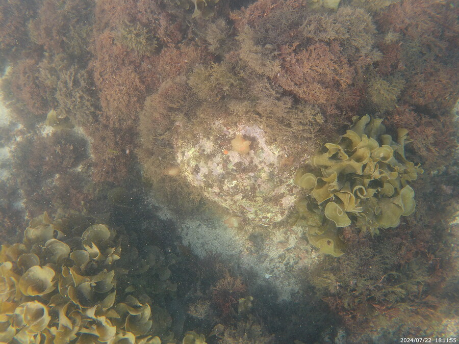 제주도에서 스노클링 하고 왔습니다._6.jpg