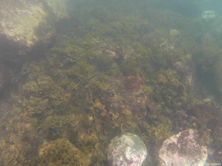 제주도에서 스노클링 하고 왔습니다._11.jpg