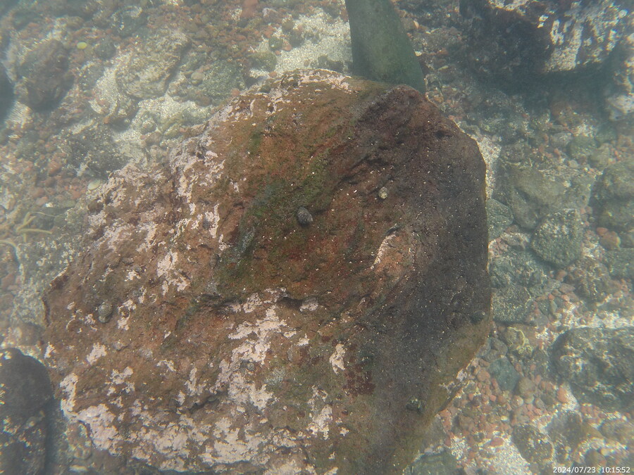 제주도에서 스노클링 하고 왔습니다._10.jpg