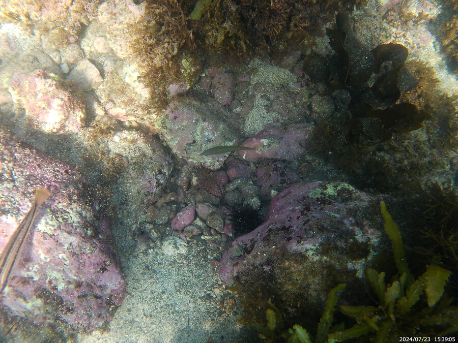 제주도에서 스노클링 하고 왔습니다._12.jpg