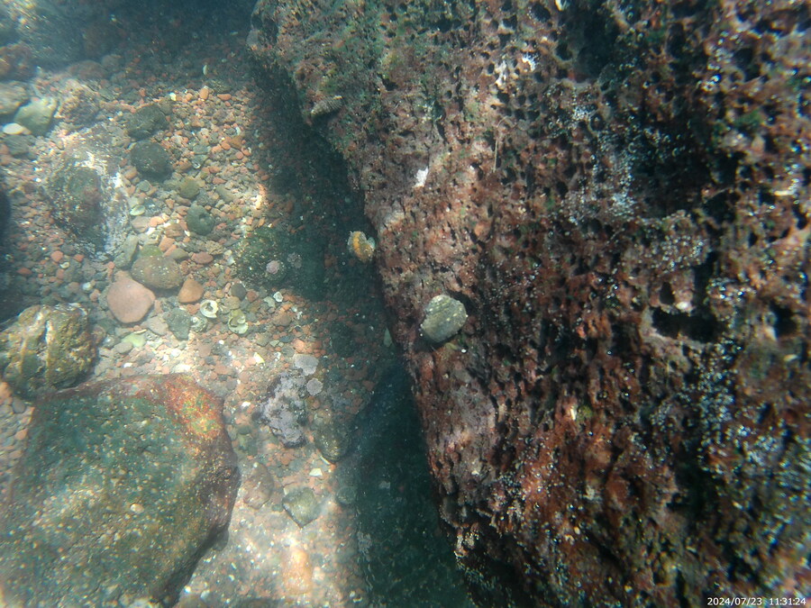 제주도에서 스노클링 하고 왔습니다._15.jpg