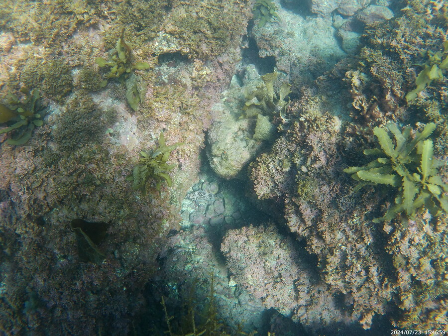 제주도에서 스노클링 하고 왔습니다._13.jpg