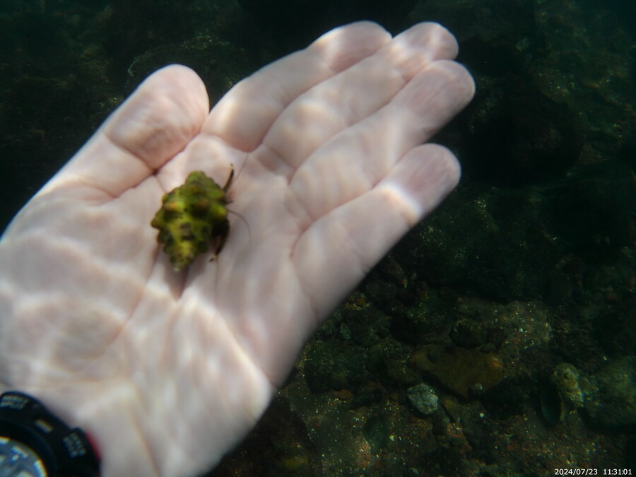 제주도에서 스노클링 하고 왔습니다._18.jpg