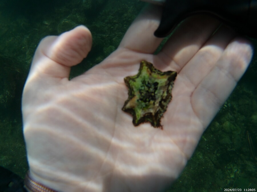 제주도에서 스노클링 하고 왔습니다._19.jpg