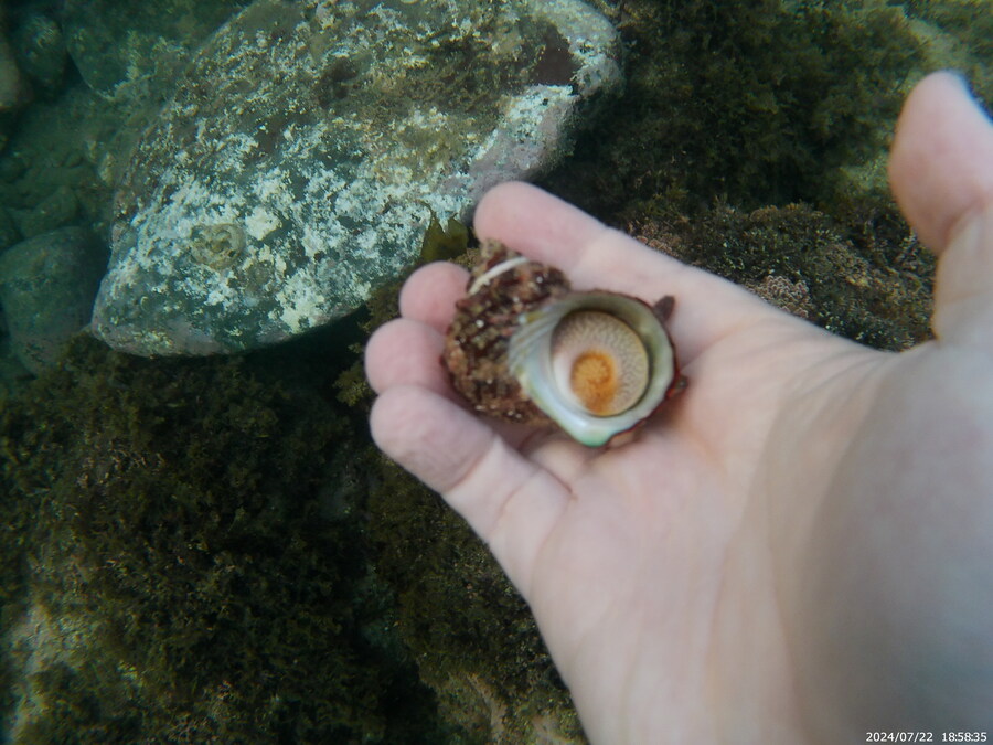 제주도에서 스노클링 하고 왔습니다._27.jpg