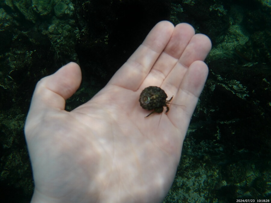 제주도에서 스노클링 하고 왔습니다._24.jpg