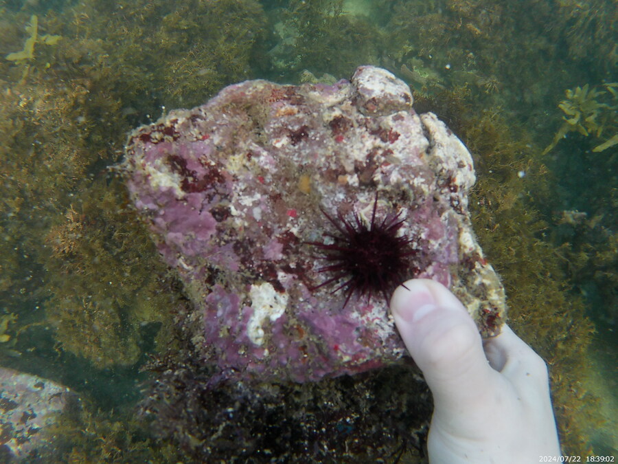 제주도에서 스노클링 하고 왔습니다._29.jpg