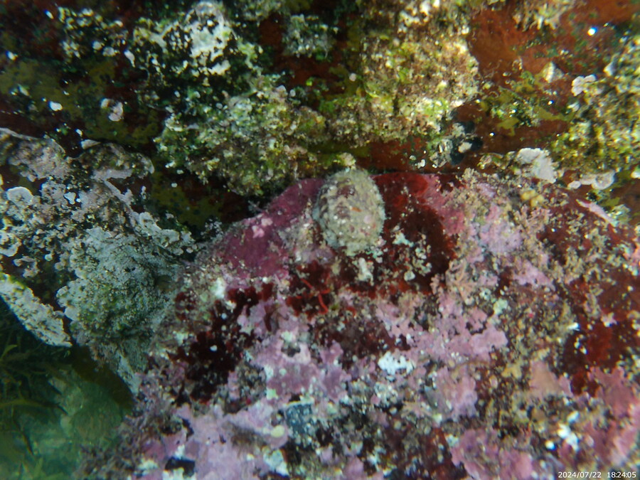 제주도에서 스노클링 하고 왔습니다._31.jpg