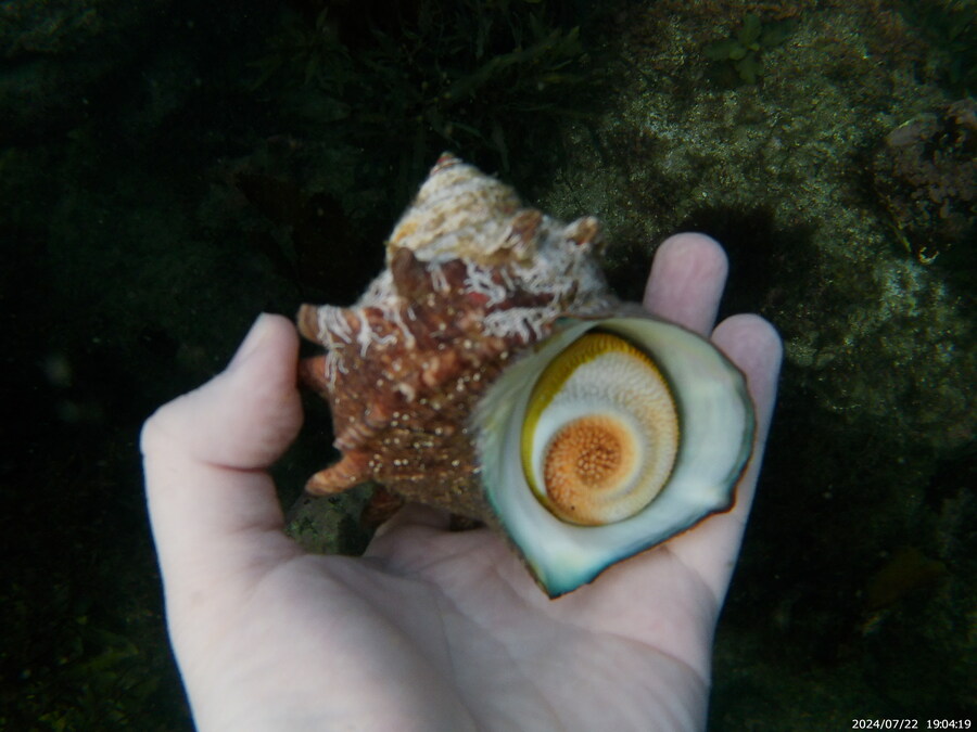 제주도에서 스노클링 하고 왔습니다._32.jpg