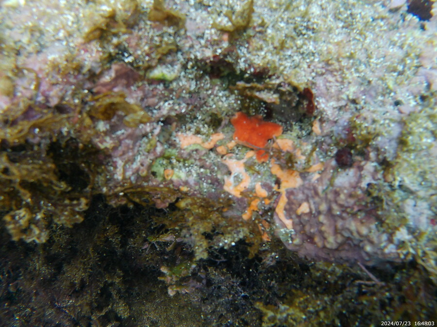 제주도에서 스노클링 하고 왔습니다._43.jpg