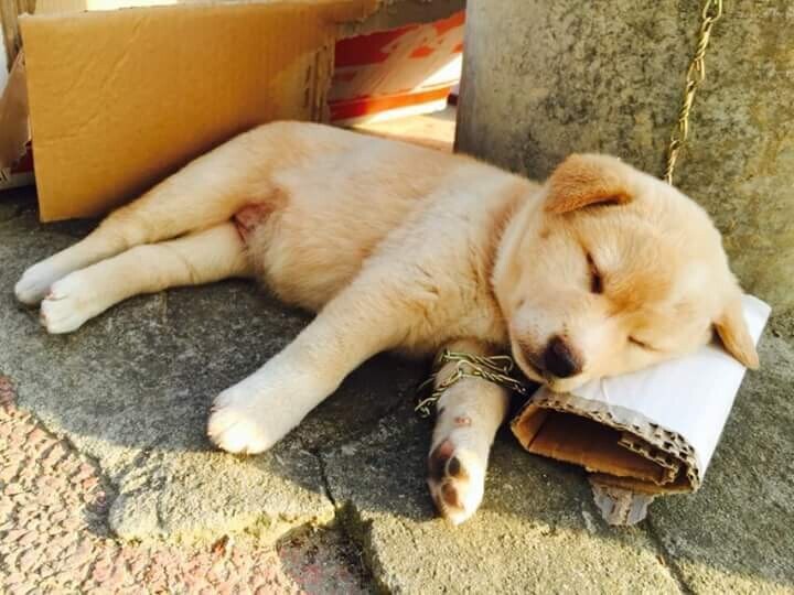 개조심 사나우니 건들지마시오_3.jpg