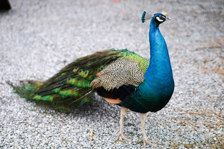 동네 동물원 필수 동물_1.jpg